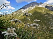 05 Leontopodium alpinum (Stelle alpine) su Cima Foppazzi versante nord con vista in Pizzo Arera
